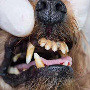 Zahnstein Hund - Selber entfernen oder Tierarzt